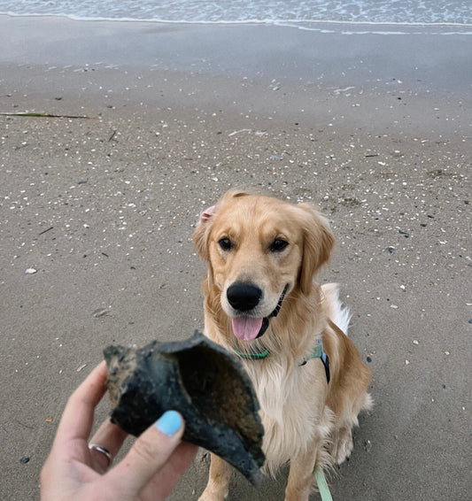 The Most Beach-Loving Dog Breed: A Tribute to Golden Retrievers